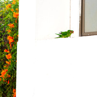 Crimson-fronted Parakeet