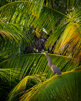 Bare-throated Tiger Heron 3