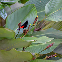 Scarlet-rumped tanager 2