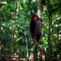 Coati 3