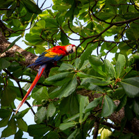 Macaw 1