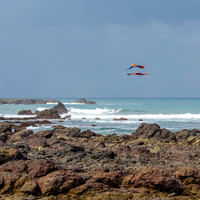 Flying Macaws