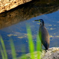 Bare-throated Tiger Heron