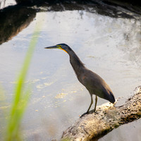 Bare-throated Tiger Heron 2