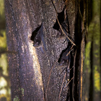 White-lined Bats