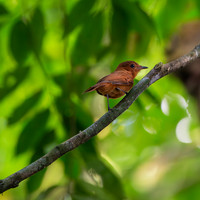 Rufous piha (taxi bird)