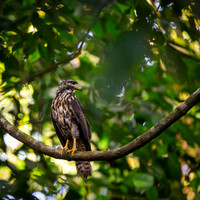 Common Black Hawk