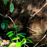 Green Kingfisher