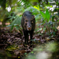 White-lipped Peccary