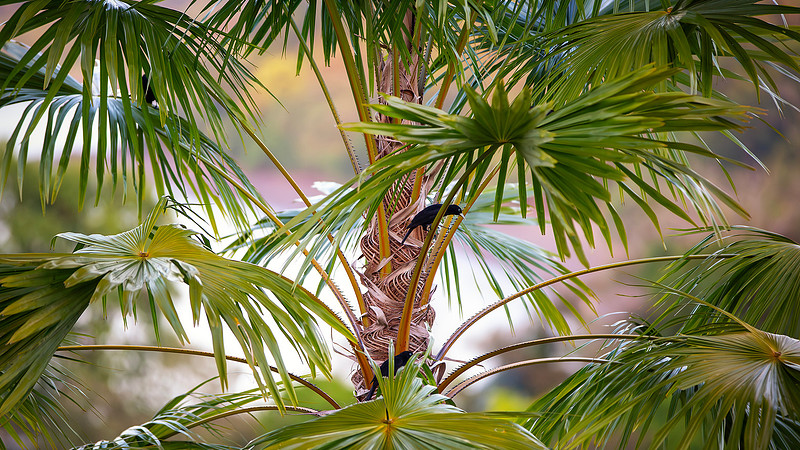 Yellow-billed cacique 1