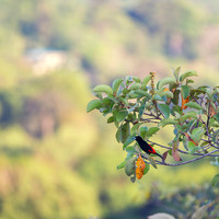 Scarlet-rumped tanager 1