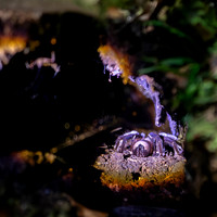Tarantula 1