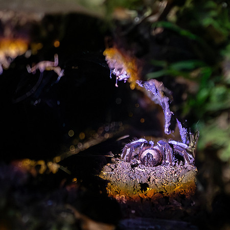 Tarantula 1