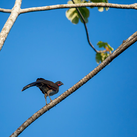 Plain Chachalaca