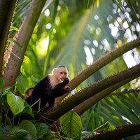 White-faced capuchin 1