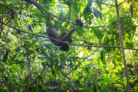 Three-toed Sloth Final