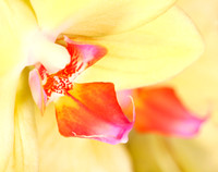 Orchid 1