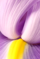 Iris 9