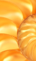 Nautilus 1