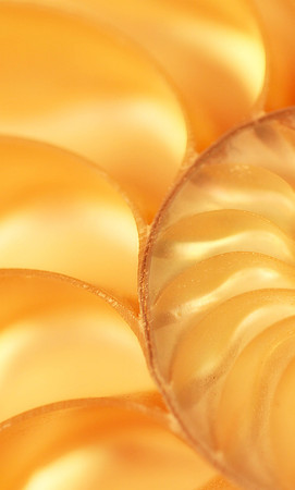 Nautilus 1