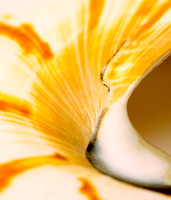 Nautilus 4