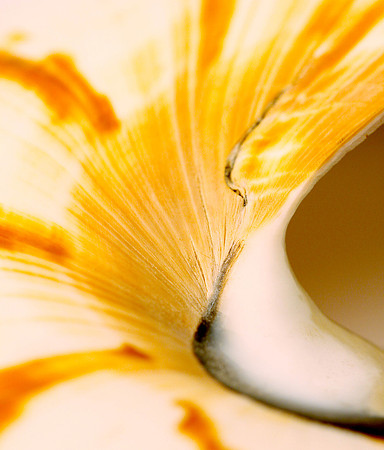 Nautilus 4