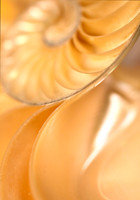 Nautilus 3