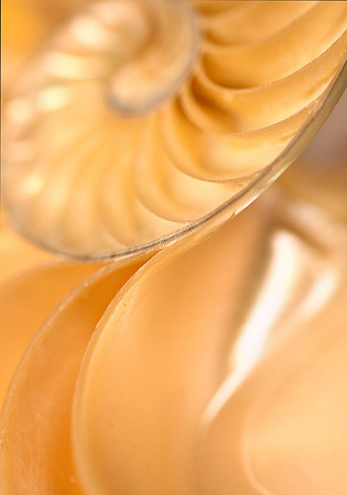 Nautilus 3