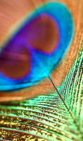 Peacock6
