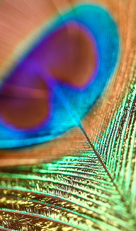 Peacock6