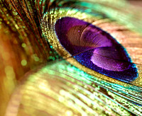 Peacock4