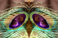 Peacock5 mirror