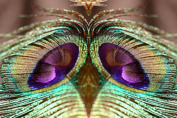 Peacock5 mirror