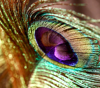 Peacock5