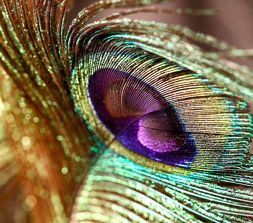 Peacock5