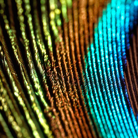 Peacock3