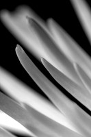 Flower 2bw