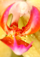 Orchid 3