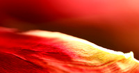 Dead Tulip a