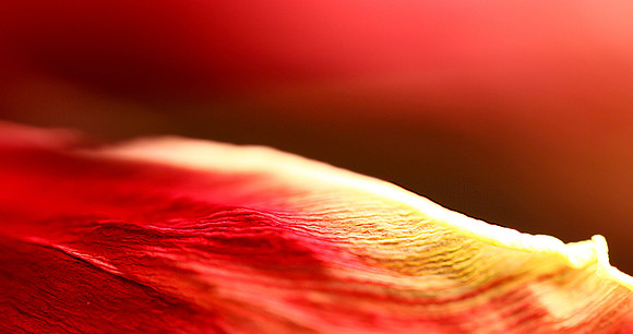 Dead Tulip a