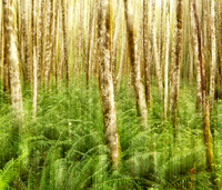 Quinault Rainforest 4
