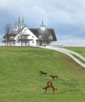 Manchester Farms Horse Play_crop2