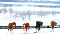 Thoroughbred Ballet