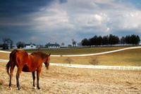 Manchester Farms waiting2