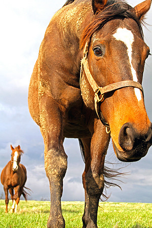 Two Thoroughbreds before the storm print