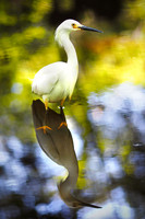 Snowy Egret 1