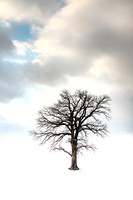 A Different Kind of Thoroughbred 2_print