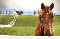 Guardian of the Bluegrass