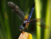Dragonfly 2