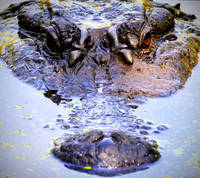Alligator 1a